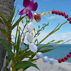 COLLAR DAISY PHALENOPSIA