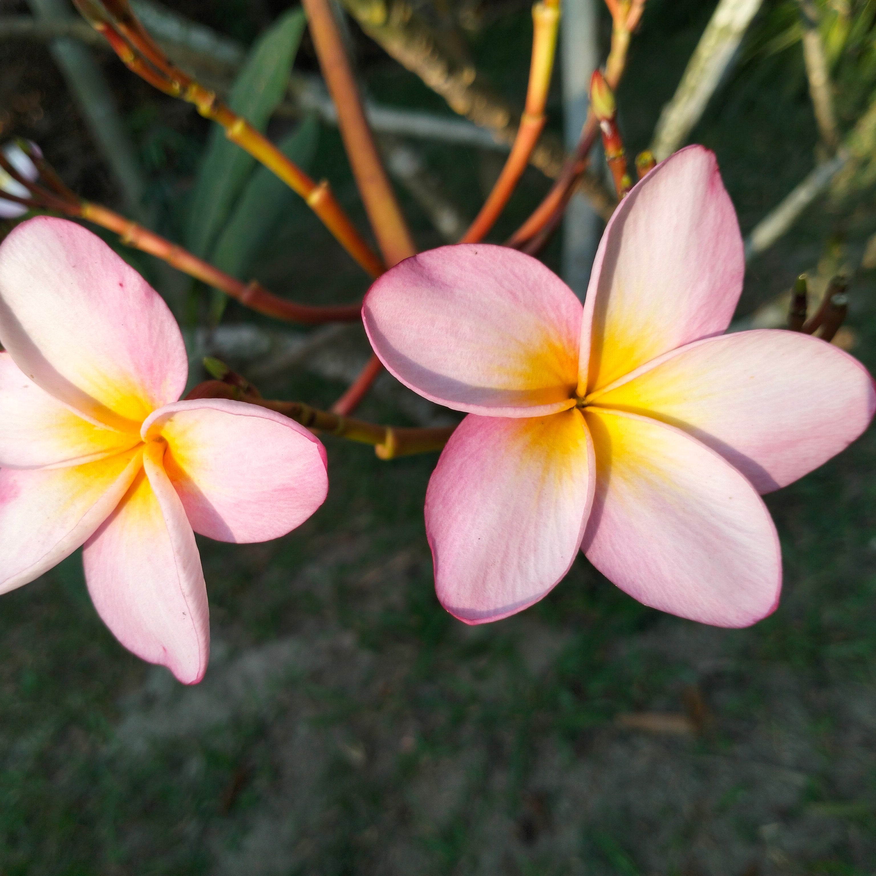 PULSERA PLUMERIA